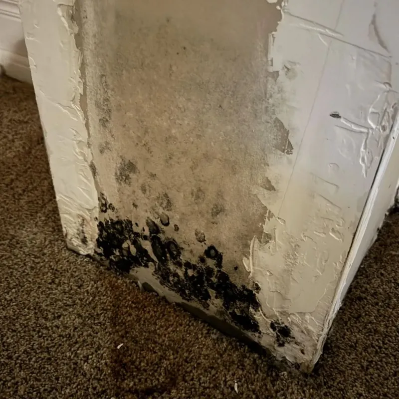 Professional Mold Removal in Taft Mosswood, CA